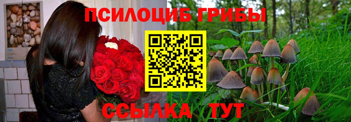 Тулун  Галлюциногенные грибы Psilocybe  Вход с VPN 